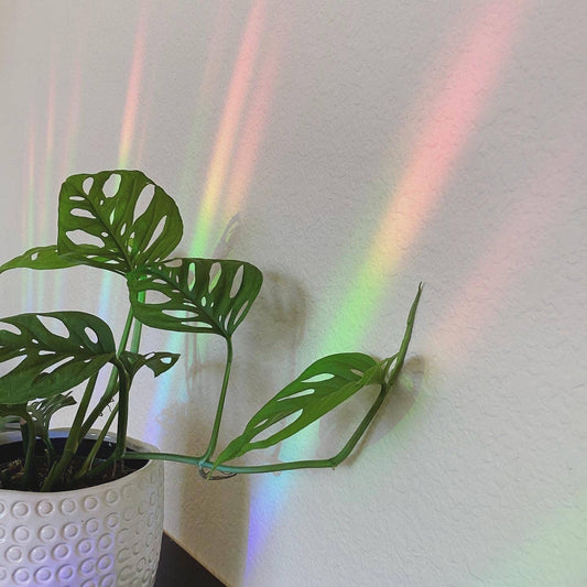 Cover Me in Sunshine Suncatcher Sticker - Storm and Sky Shoppe