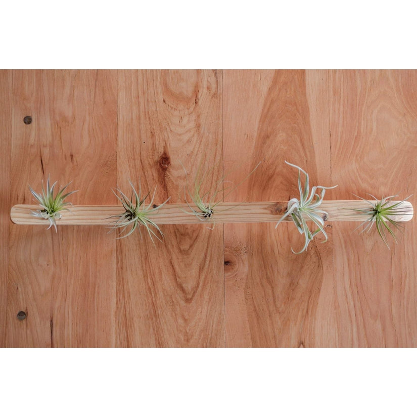 Large Wave Air Plant Hanger - Storm And Sky