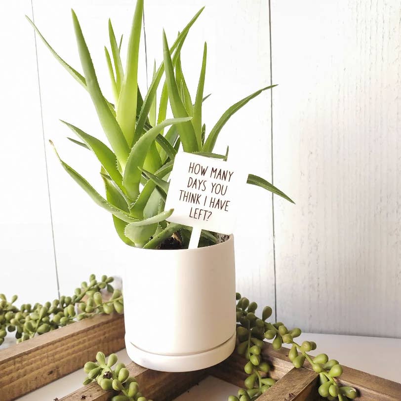 Snarky Plant Marker Stake - Storm and Sky Shoppe