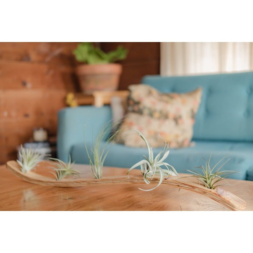 Large Wave Air Plant Hanger - Storm And Sky