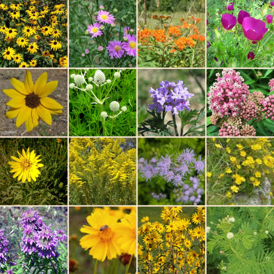 Wildflower seed balls for Pollinators - 30 count - Storm and Sky Shoppe