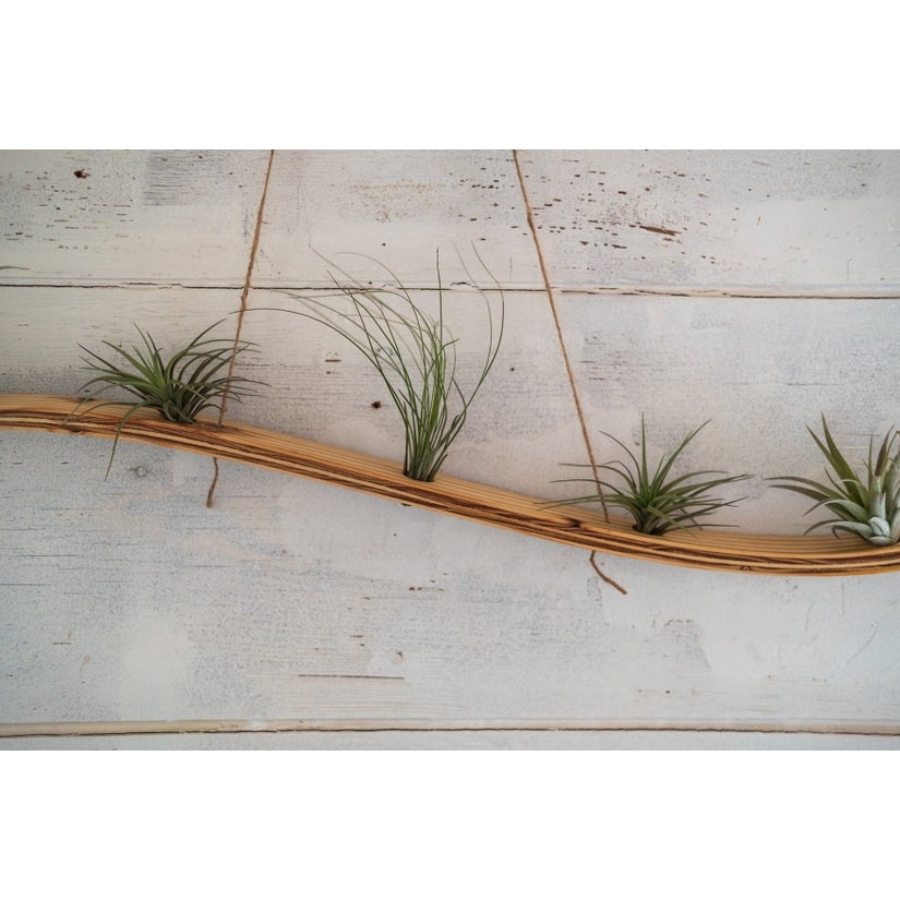Large Wave Air Plant Hanger - Storm And Sky